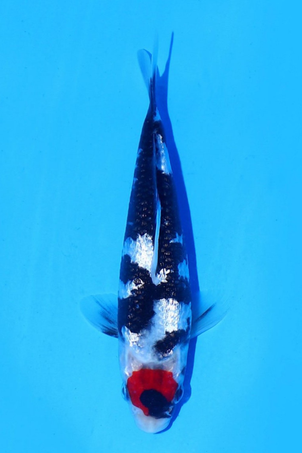Juara 1