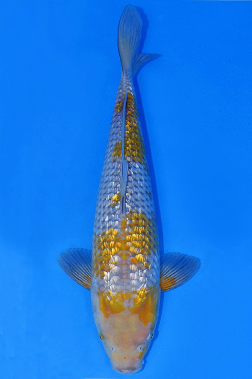 Juara 2