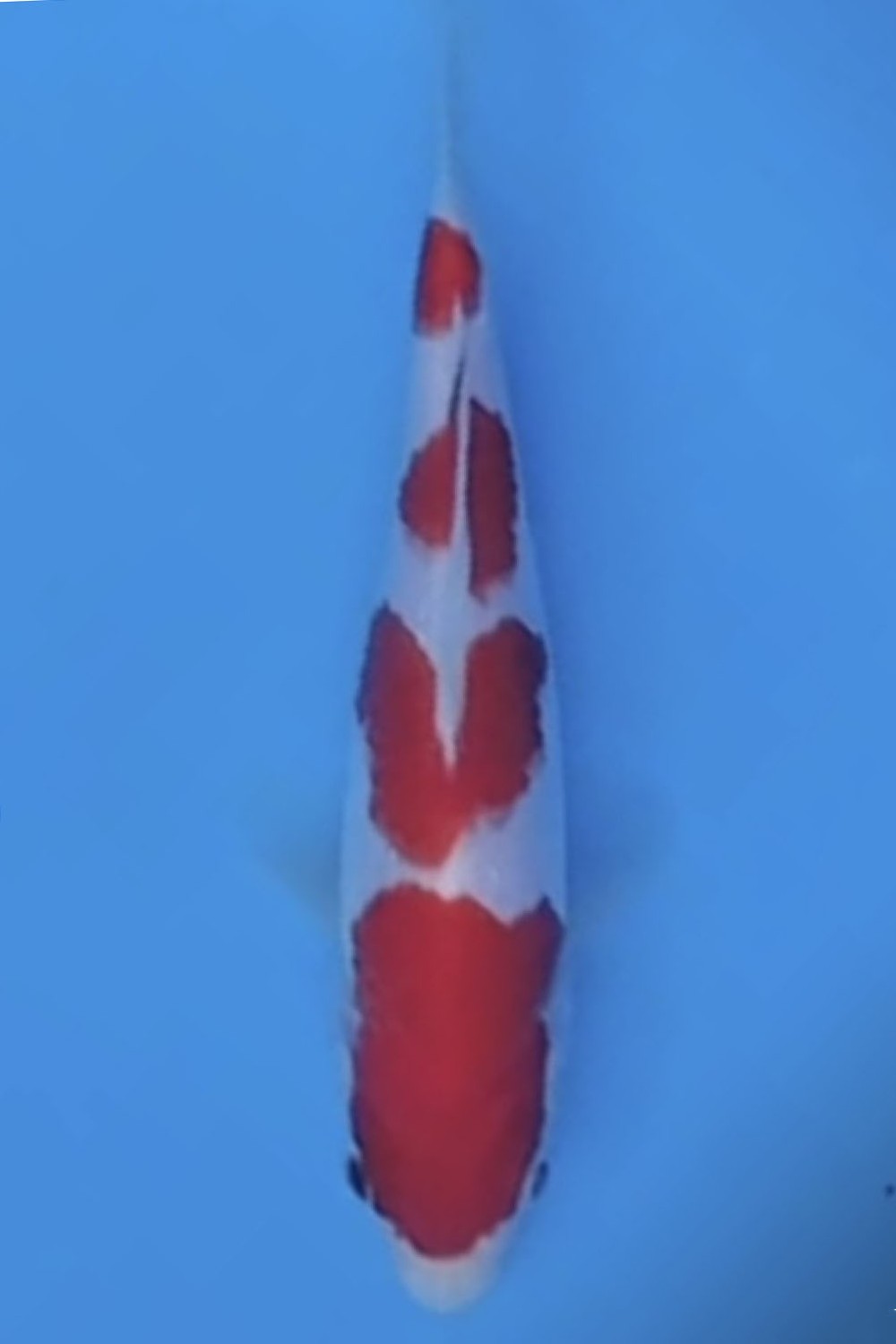 Juara 4