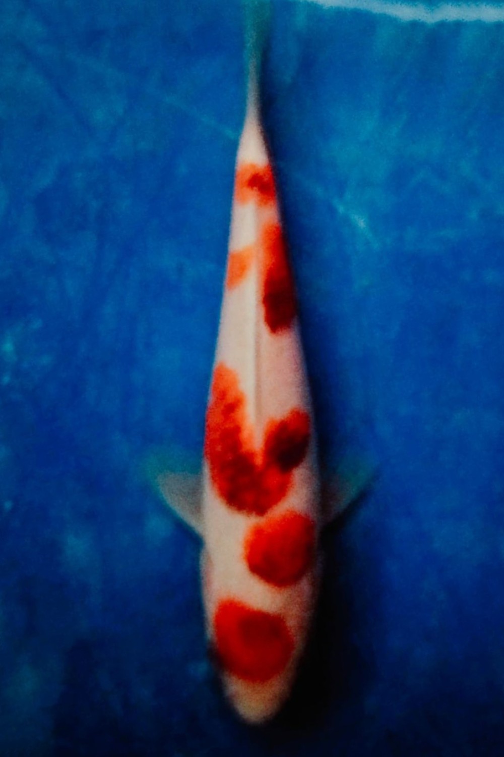Juara 1