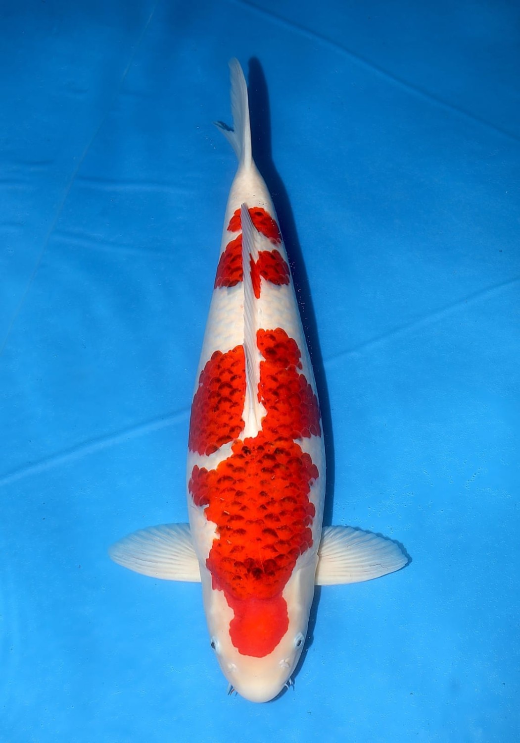 Juara 2