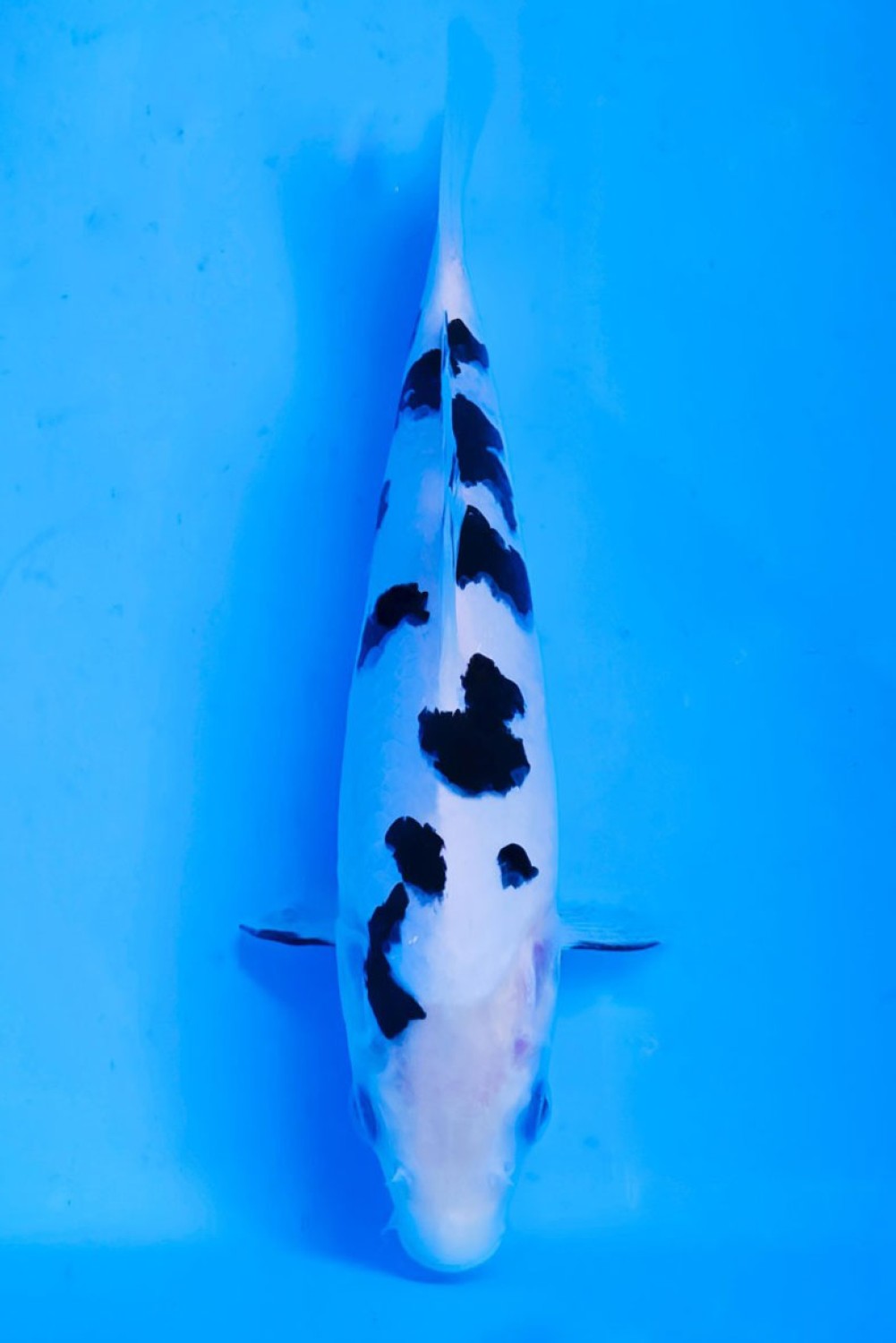 Juara 1