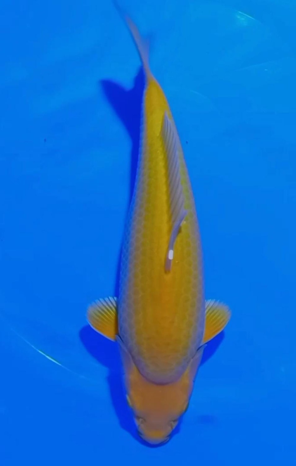 Juara 1
