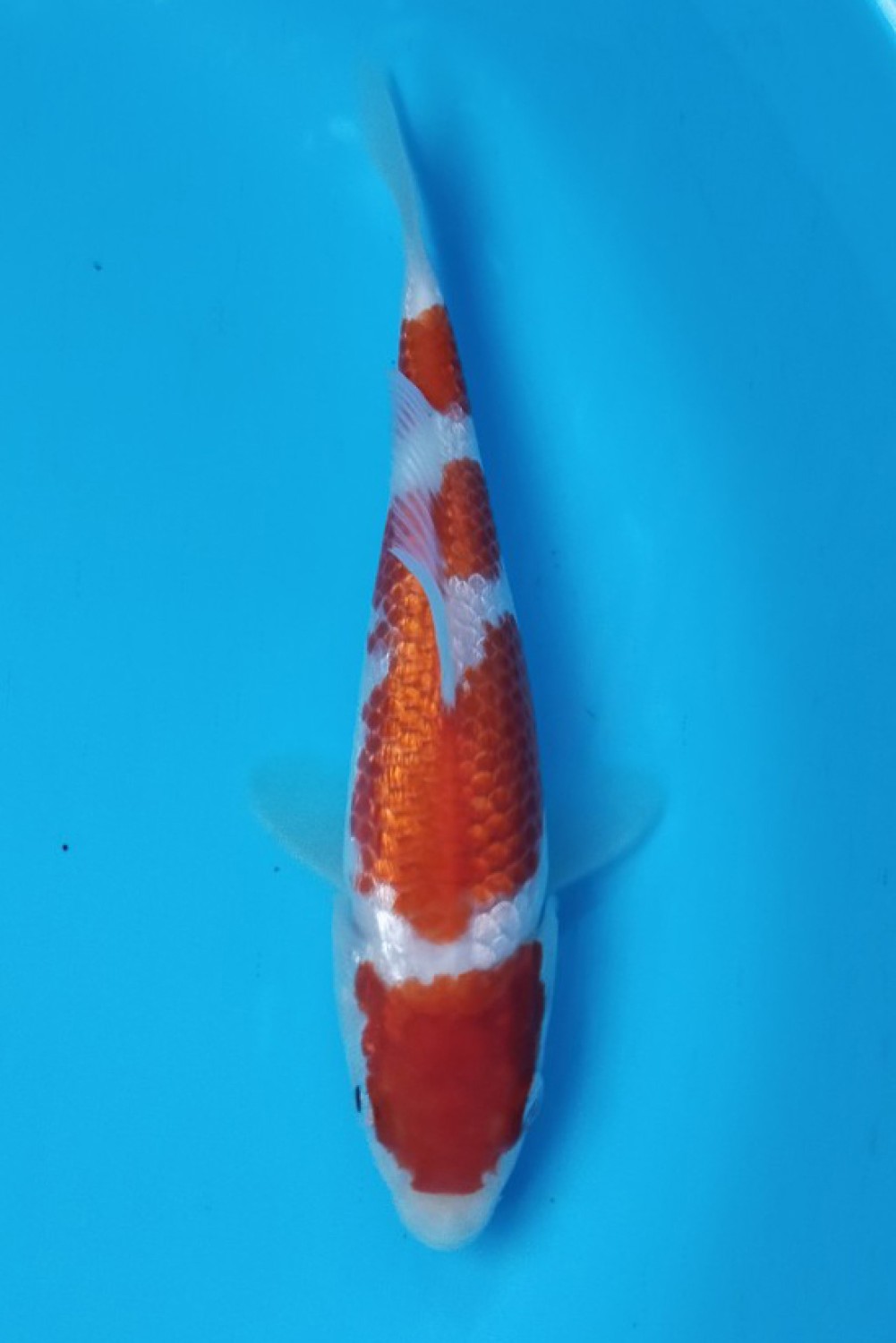 Juara 2