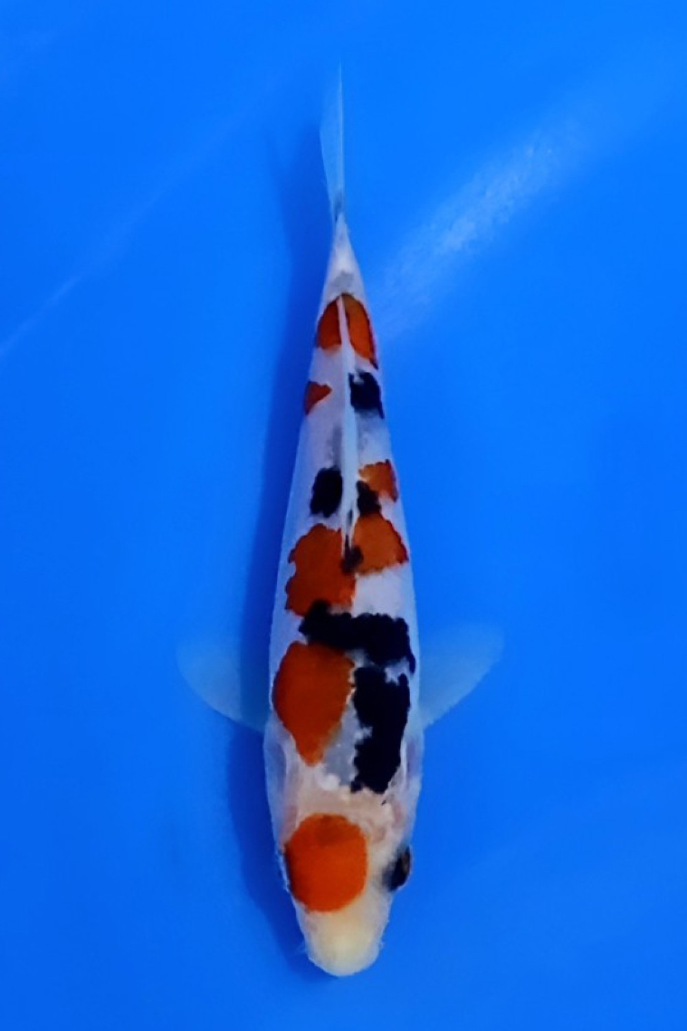 Juara 1