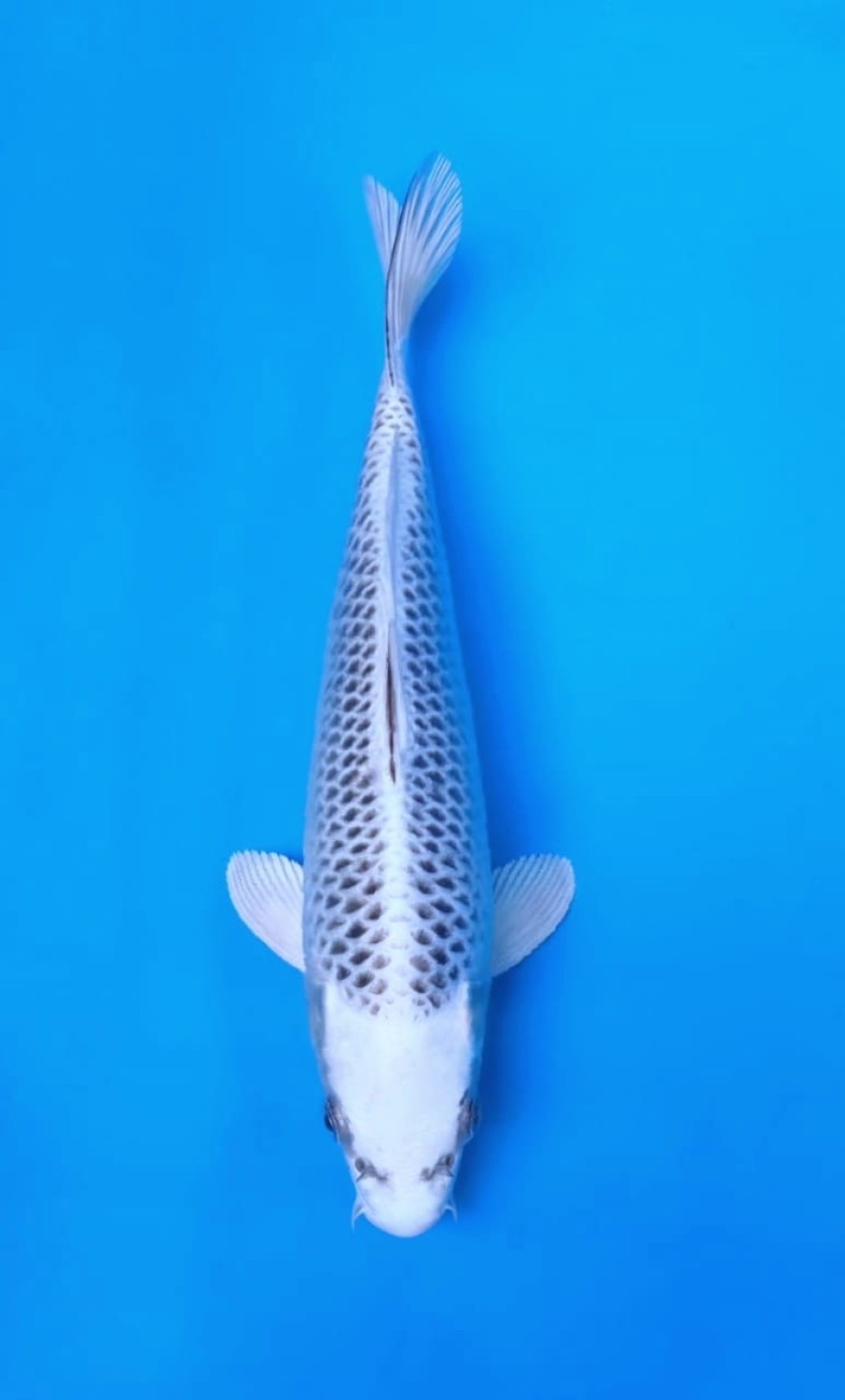 Juara 1