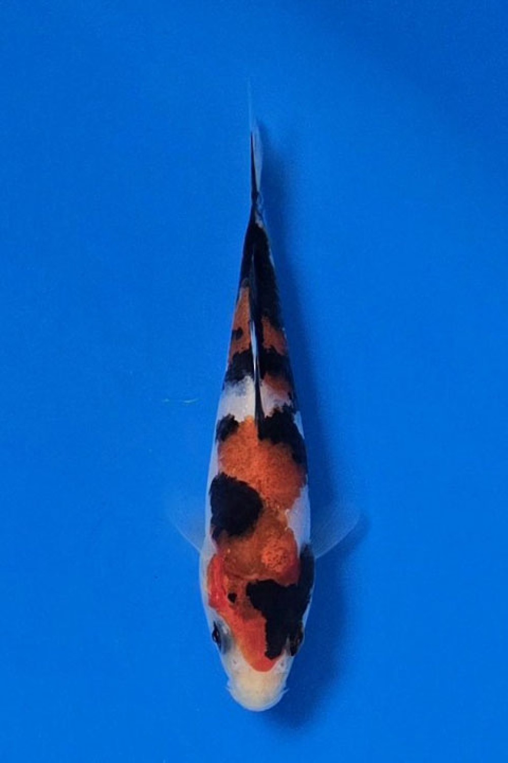 Juara 1