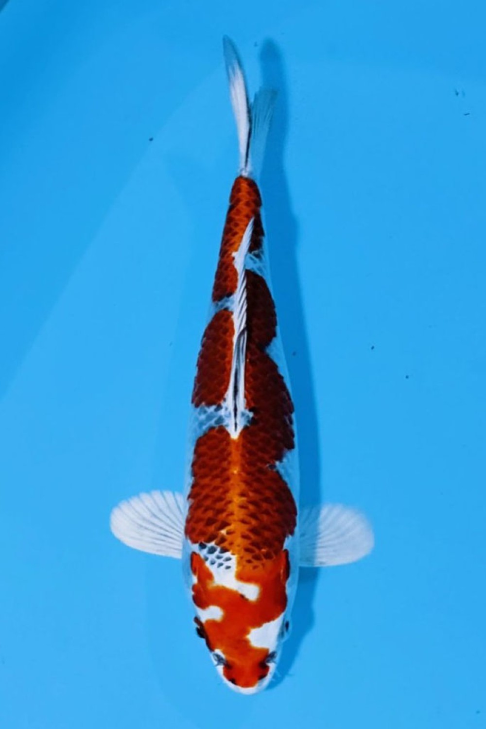 Juara 1