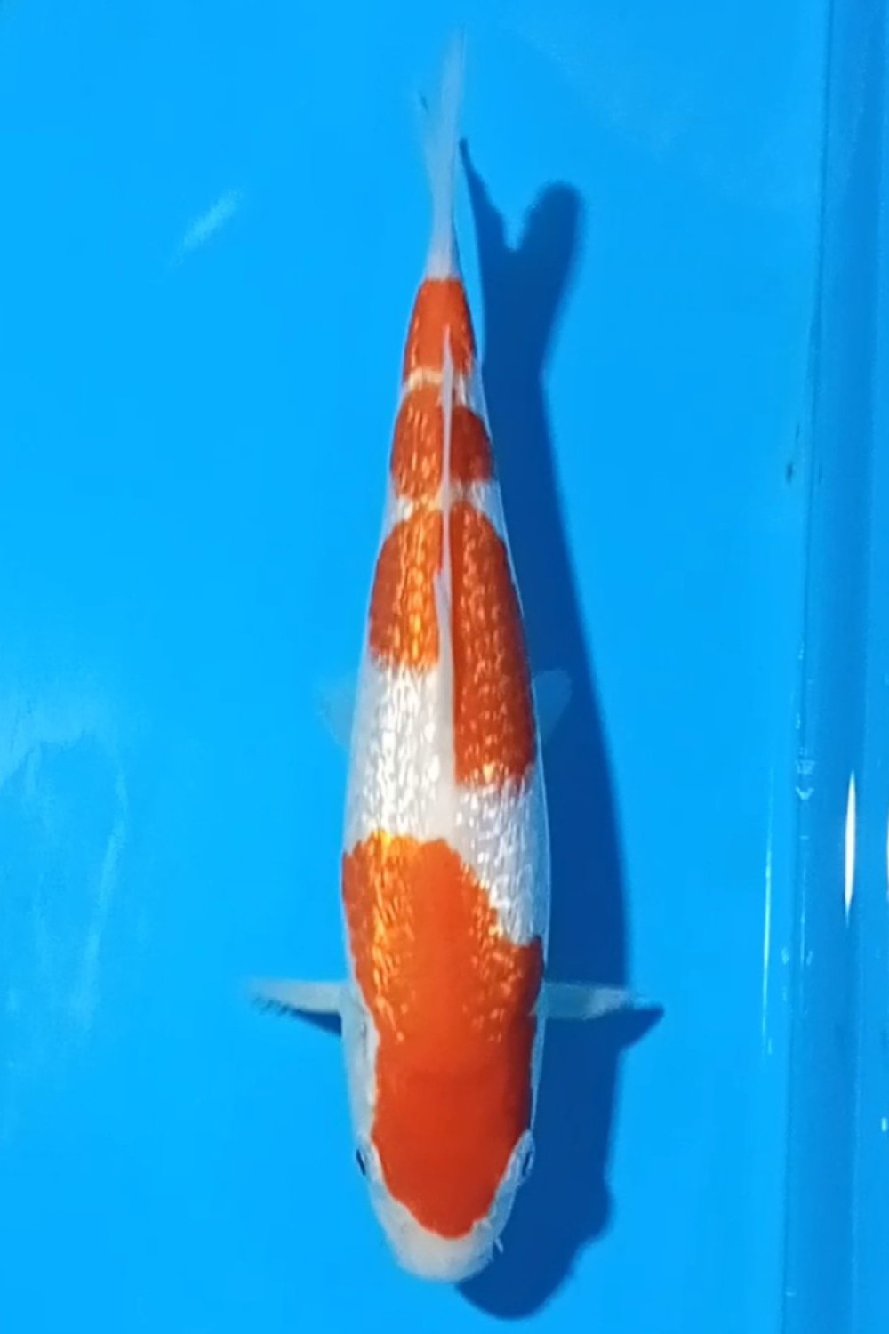 Juara 2
