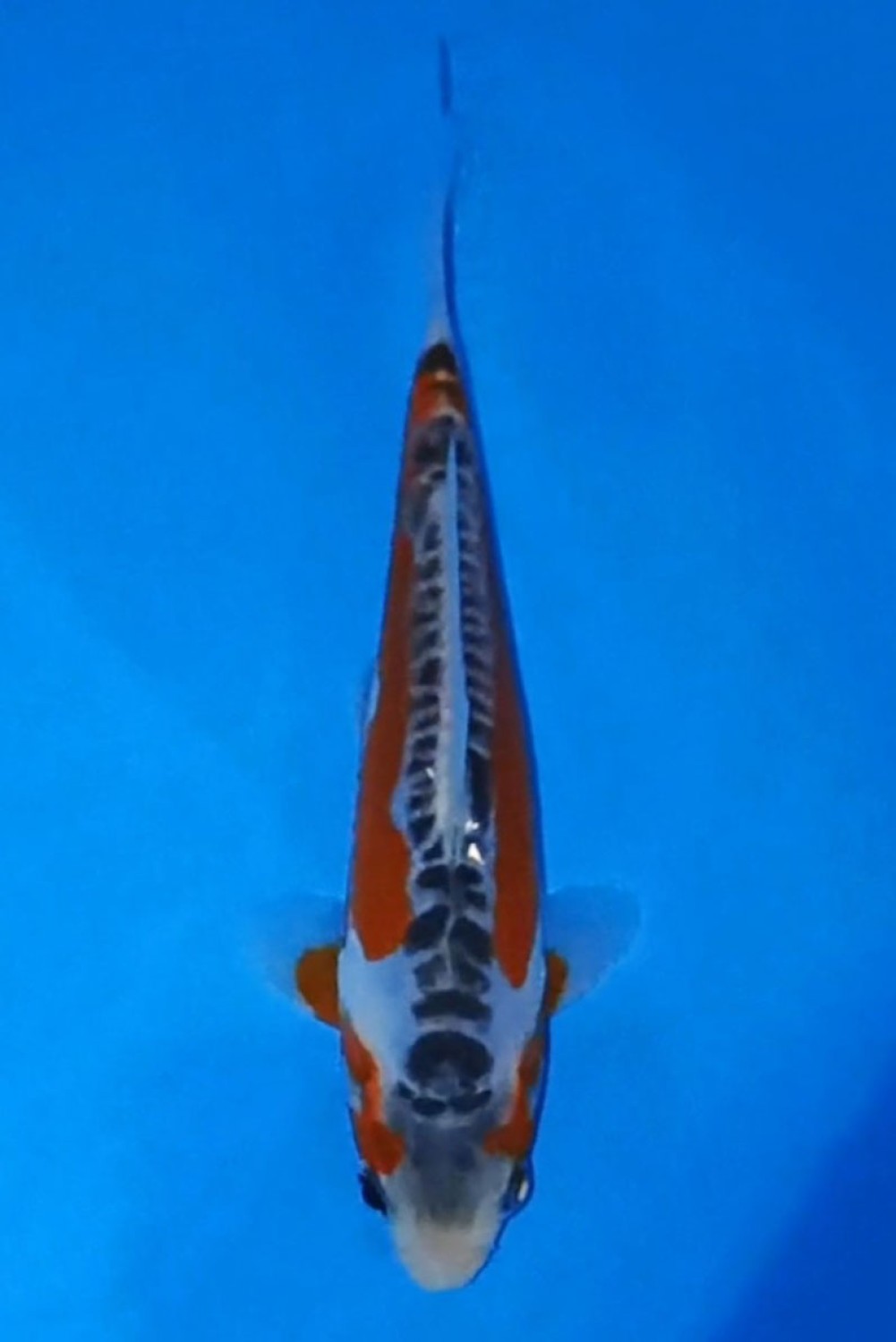 Juara 2