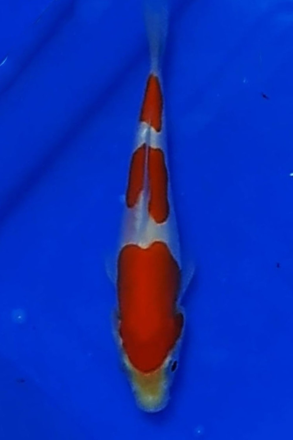 Juara 3