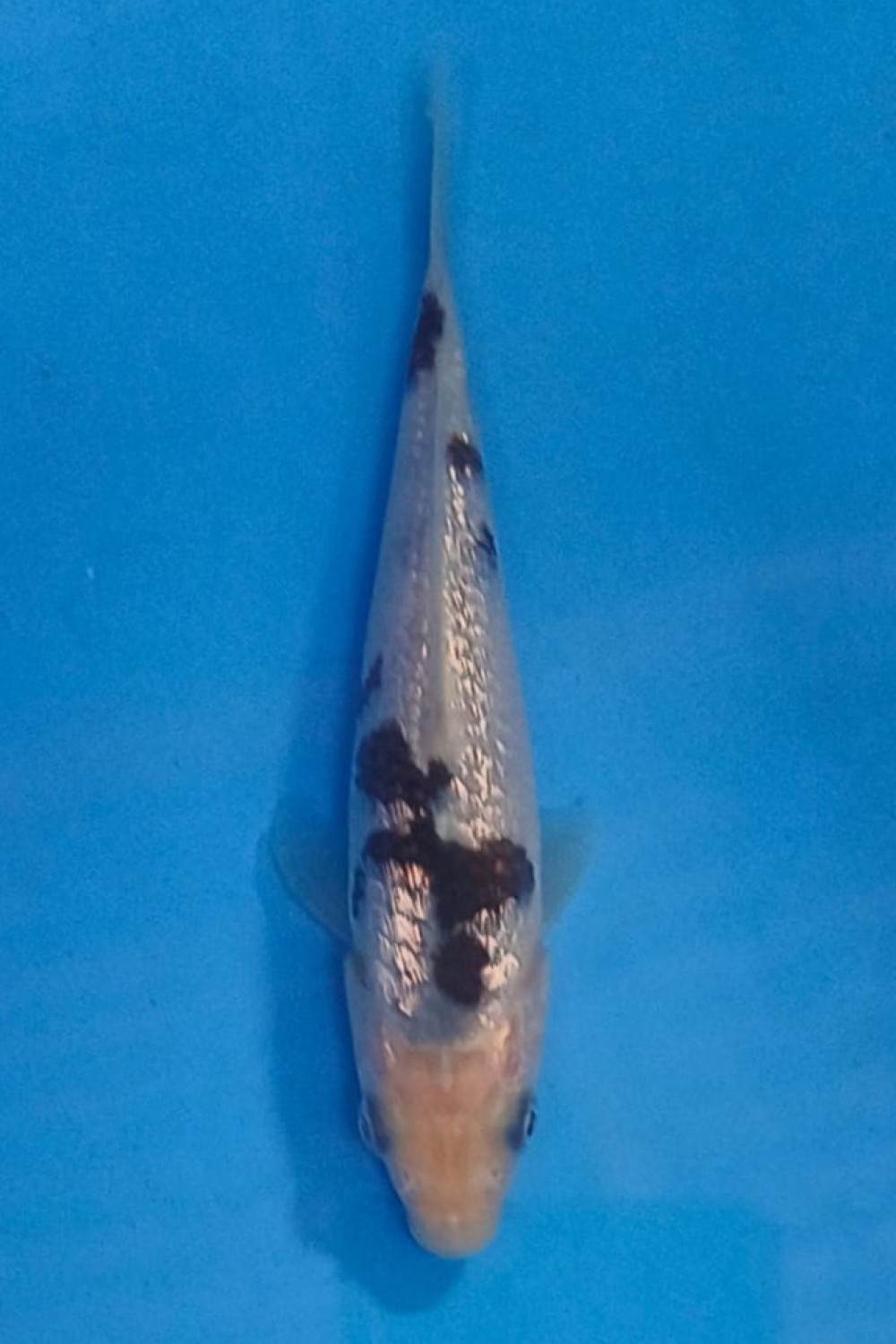 Juara 4