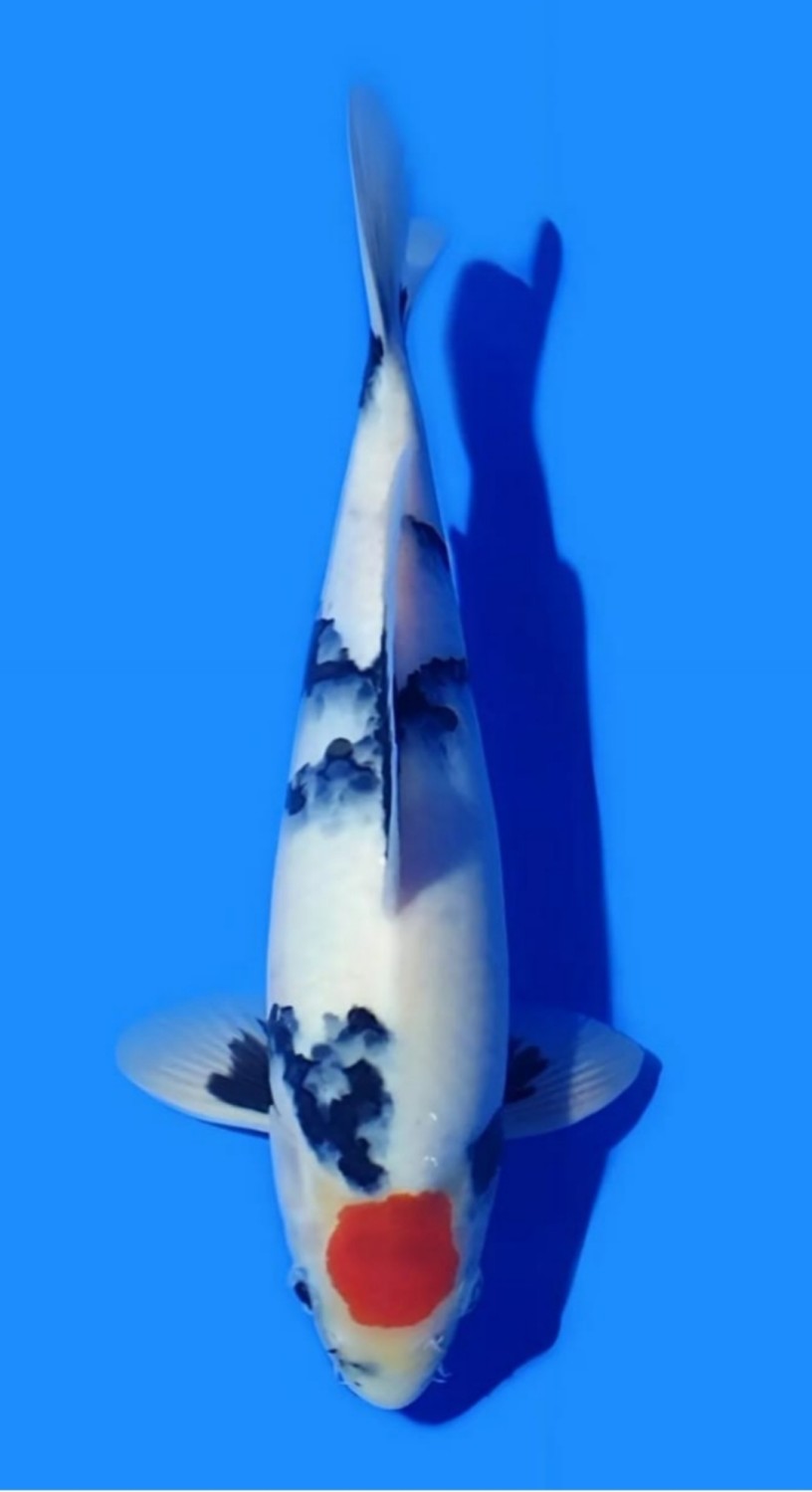 Juara 4
