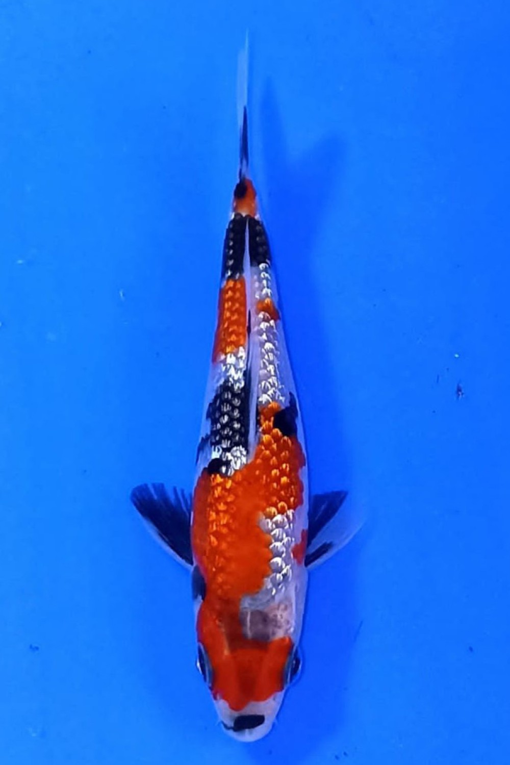 Juara 4