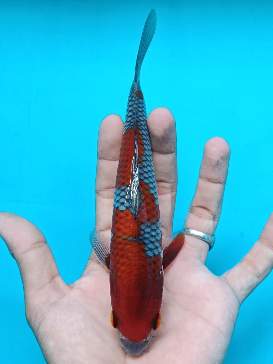 Juara 2