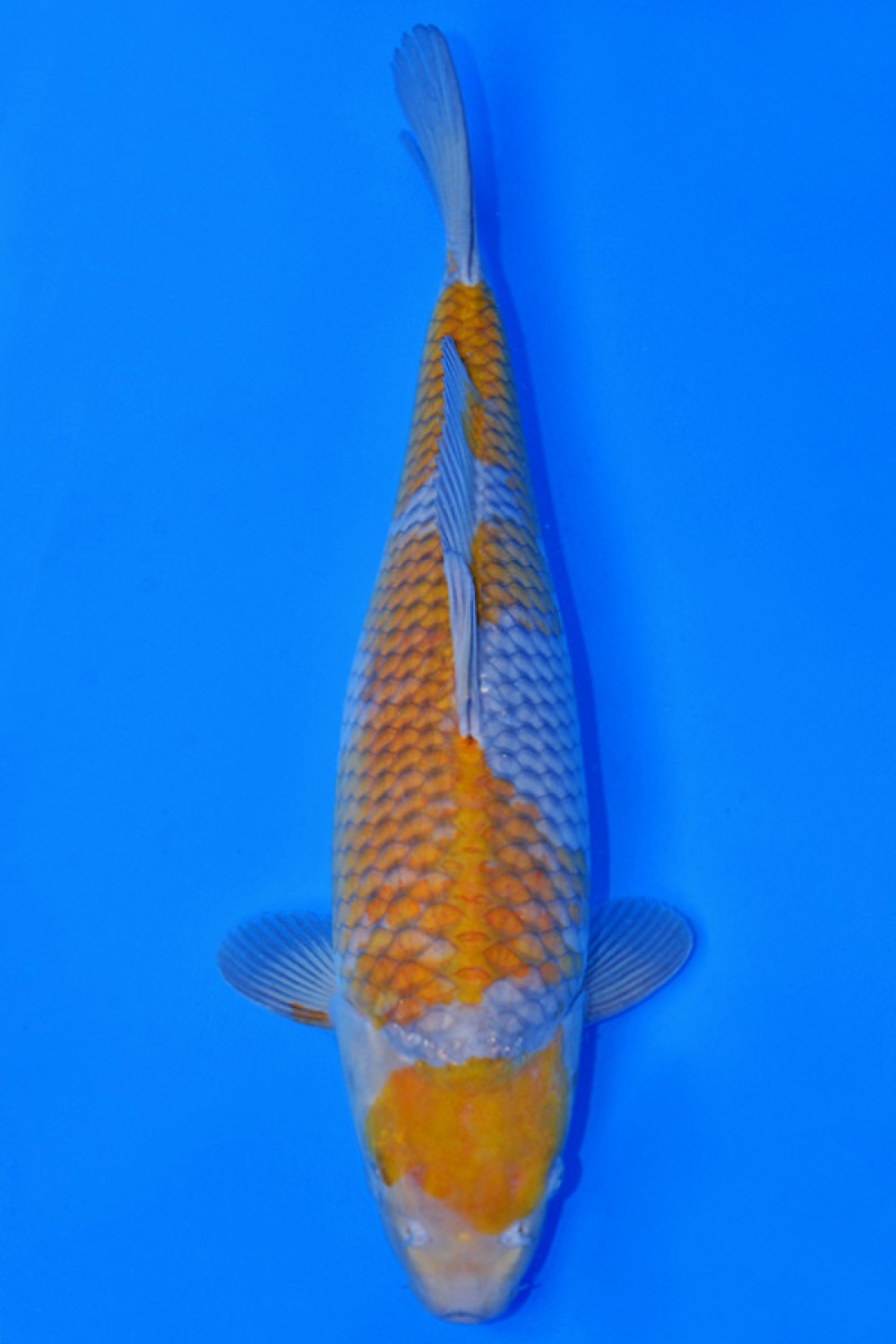 Juara 1