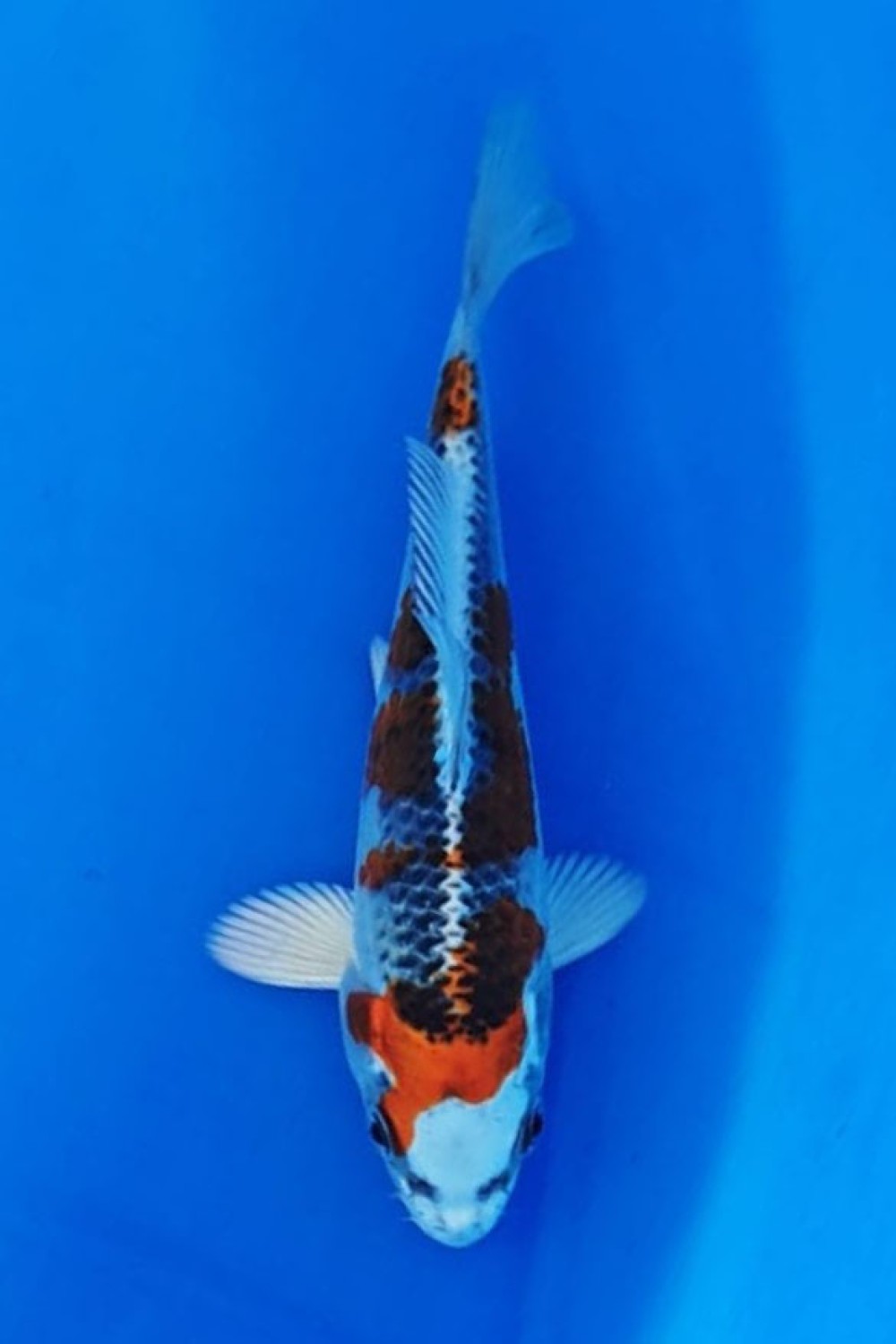 Best In Size B 13 - 15 cm