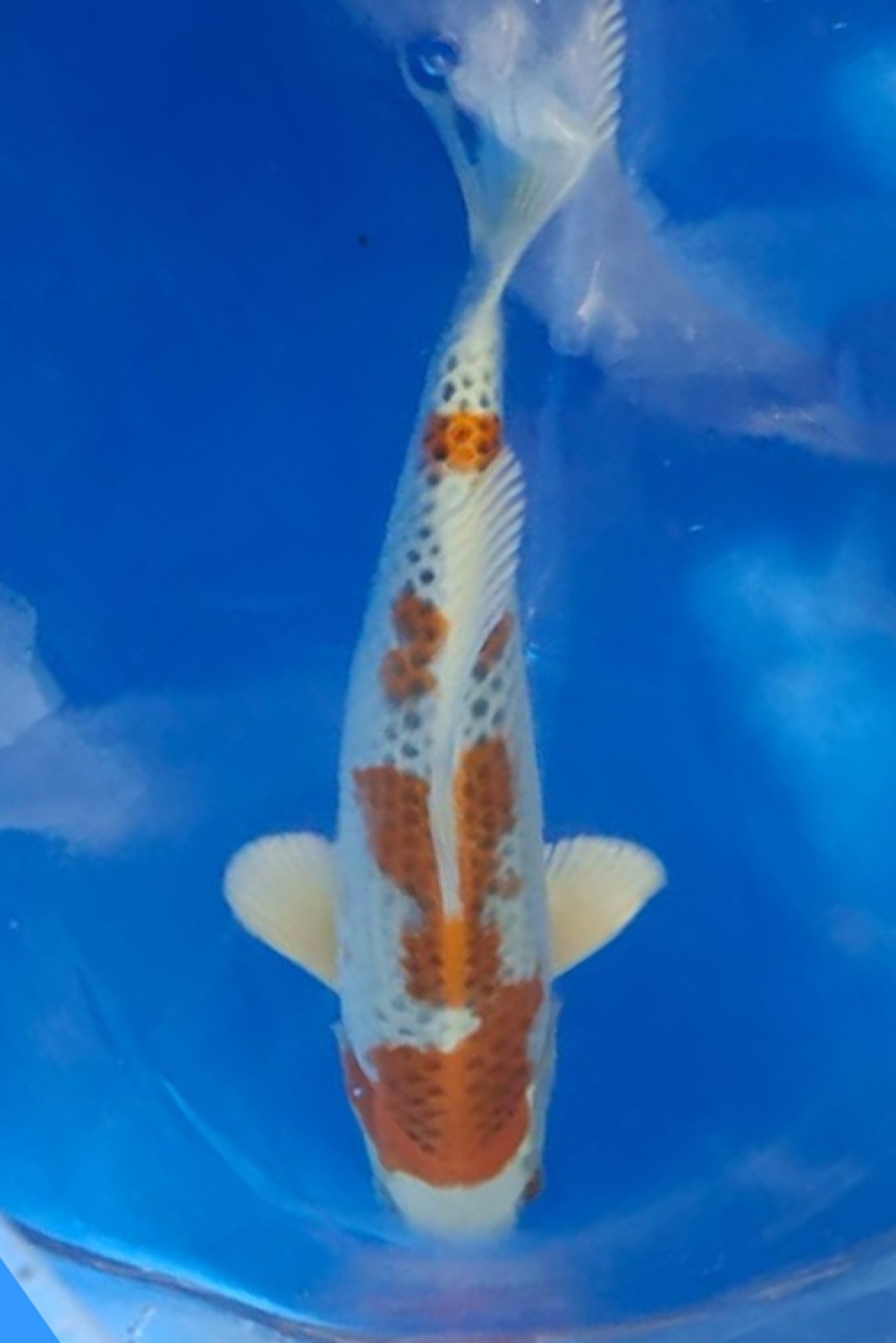 Juara 4