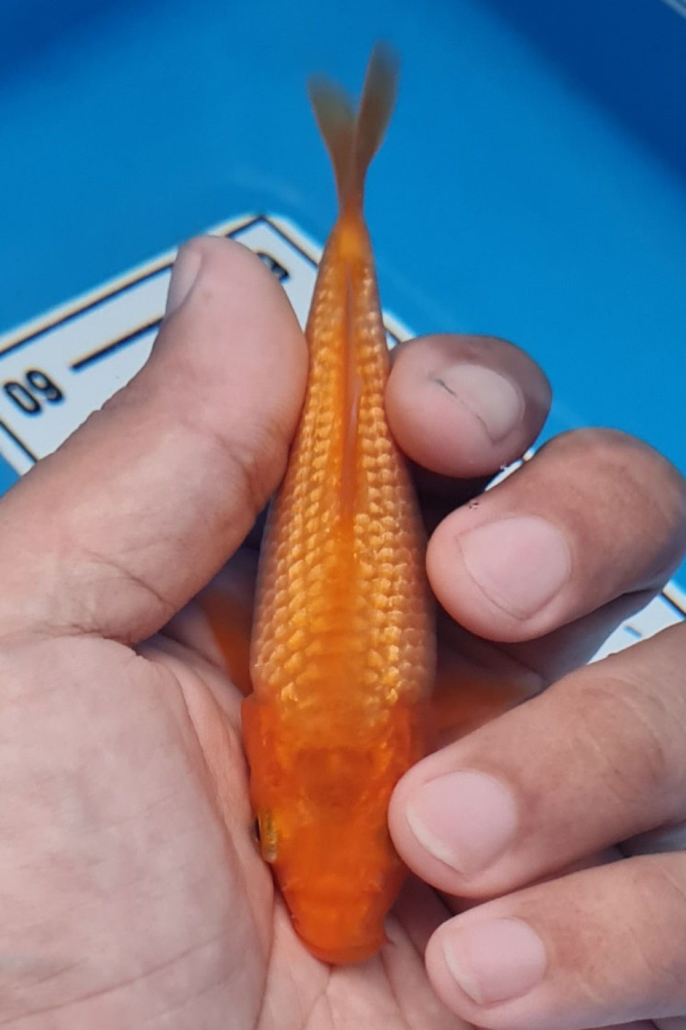 Juara 2