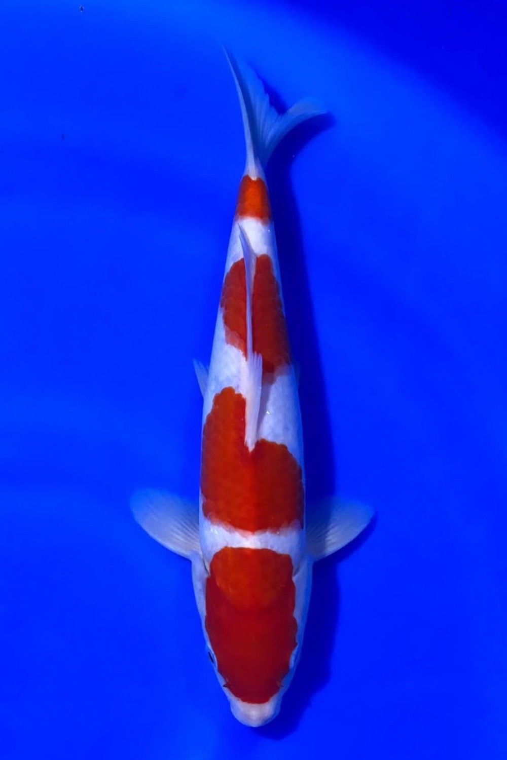 Juara 4