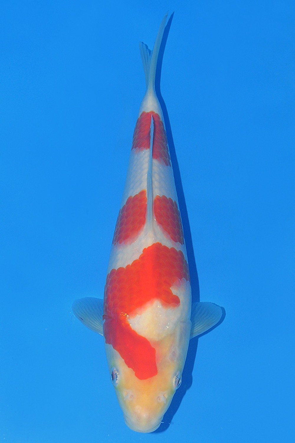 Juara 2