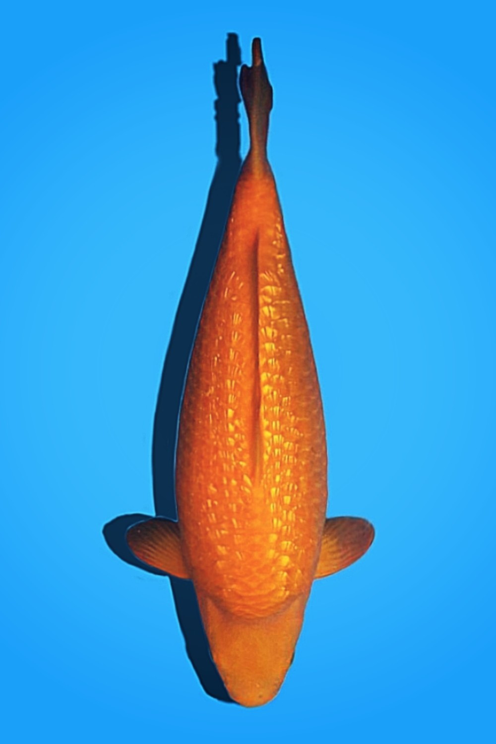 Juara 2