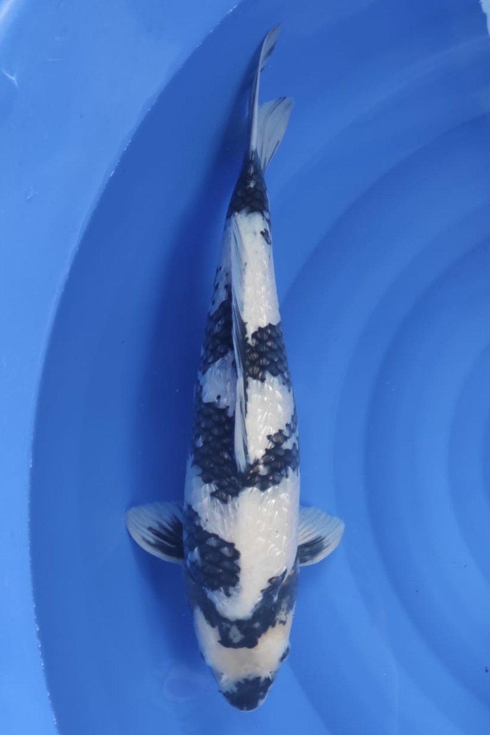 Juara 1