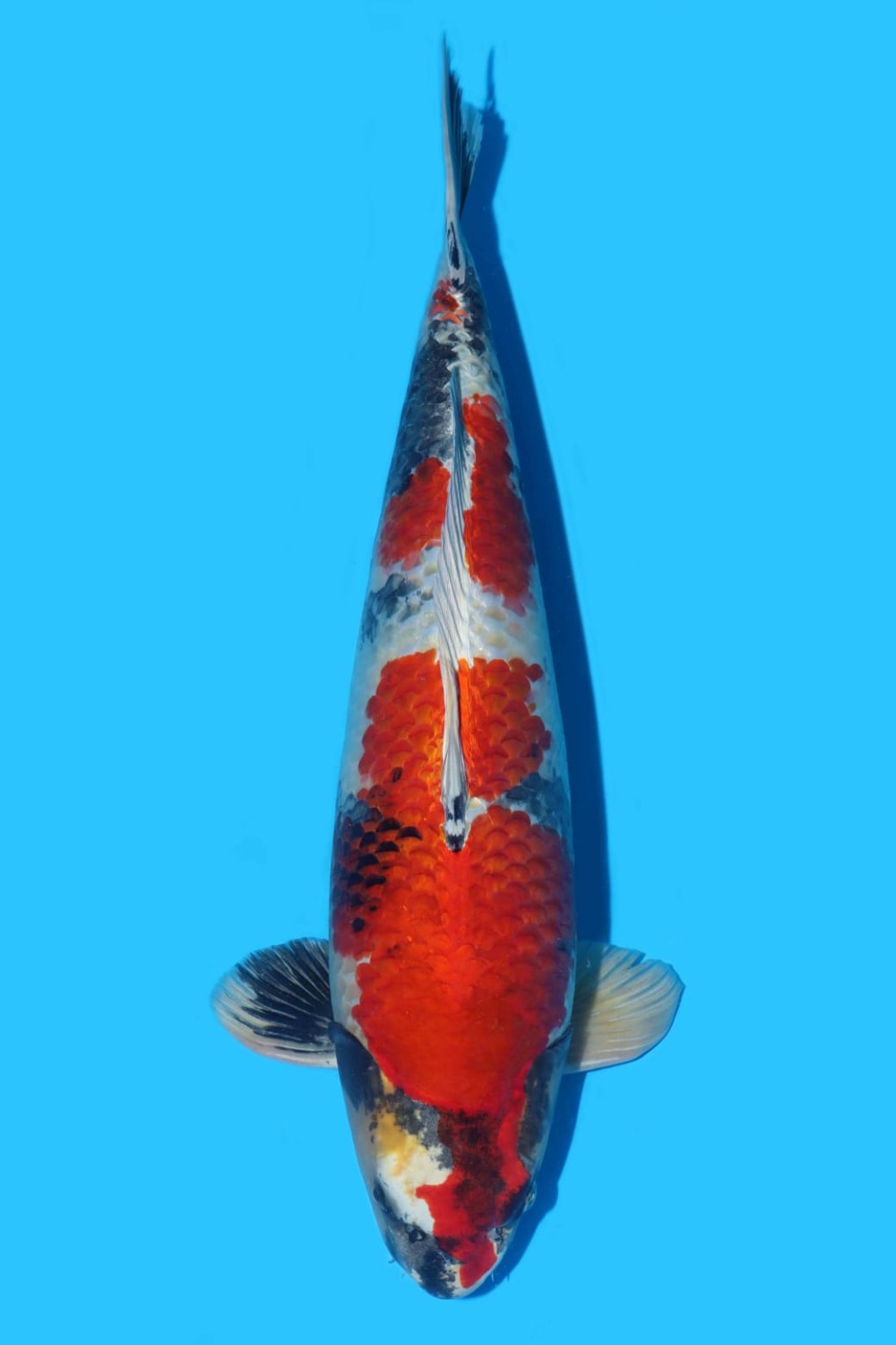 Juara 4