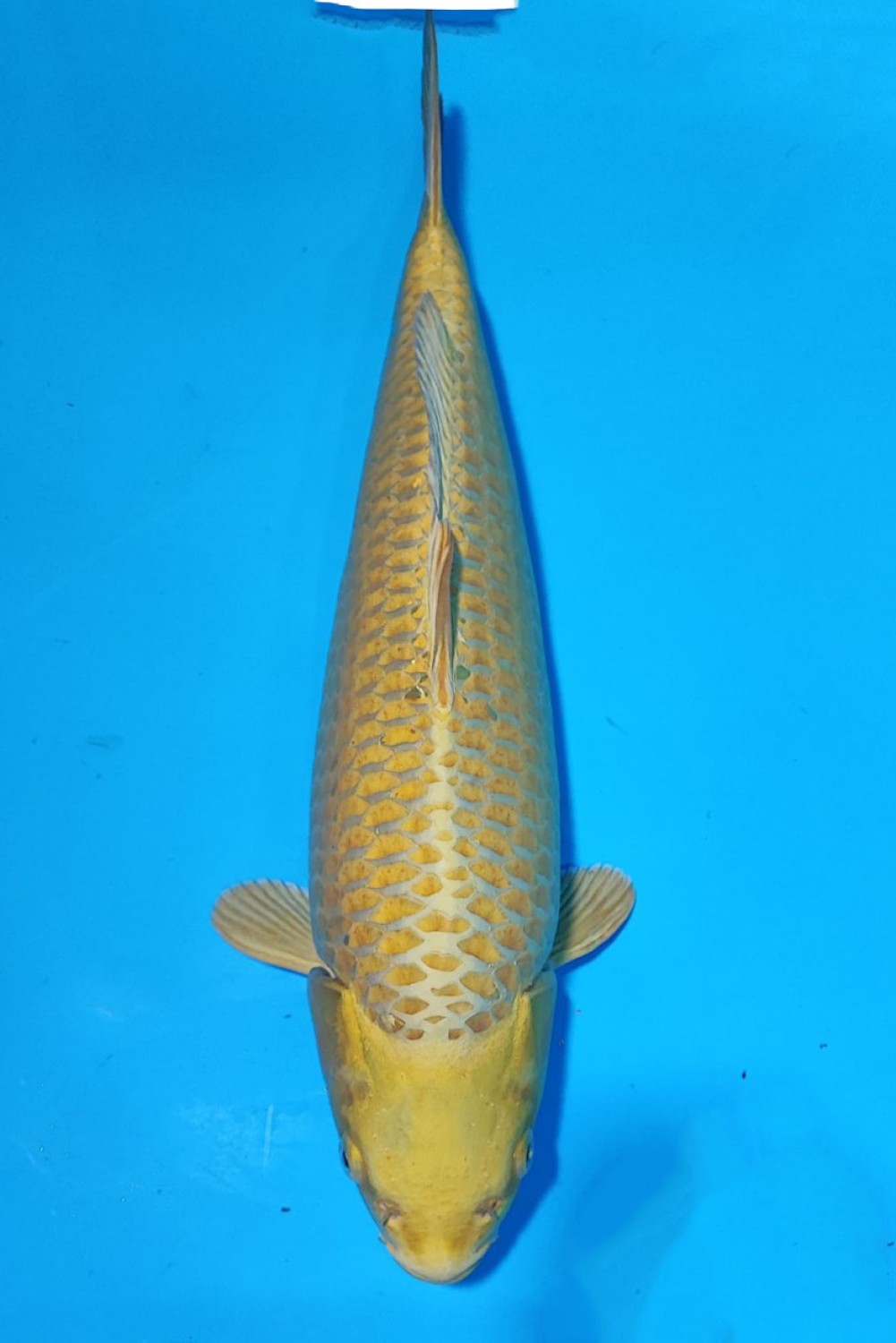 Juara 2