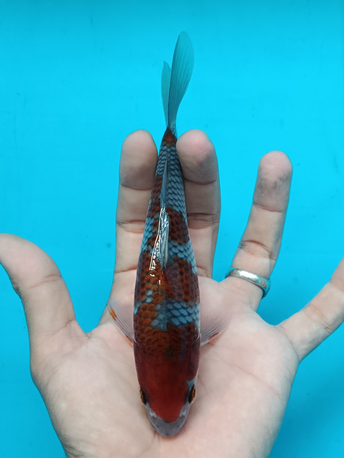 Juara 1