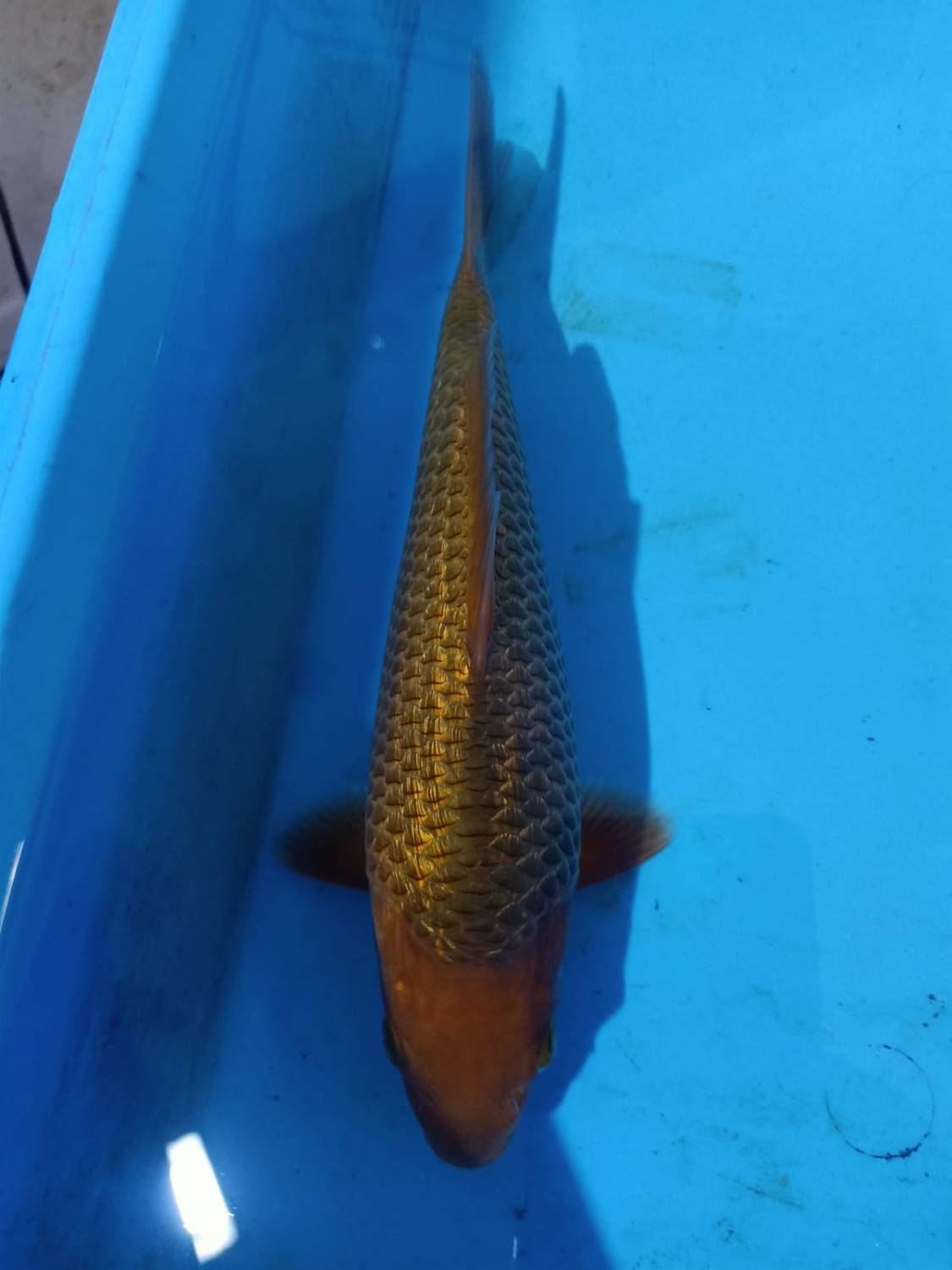 Juara 5