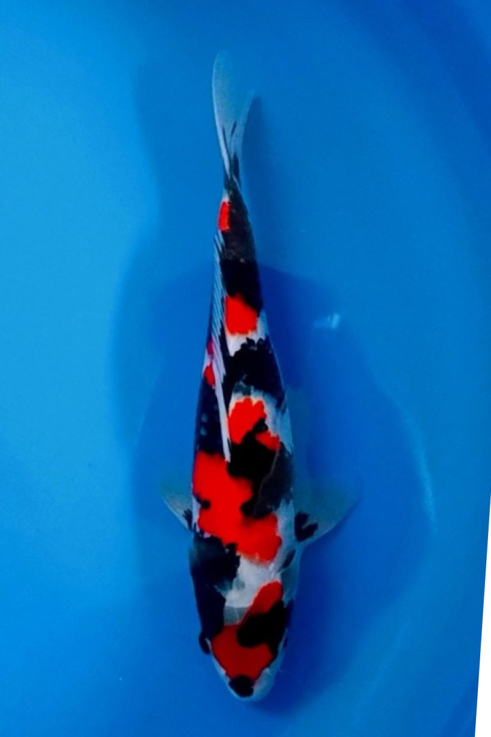 Juara 1