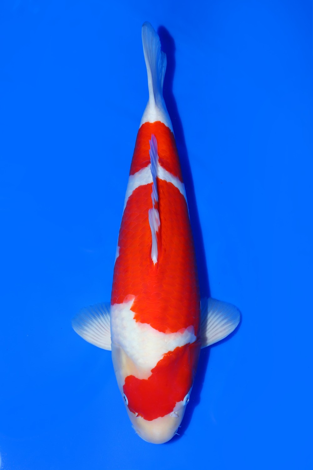 Juara 1