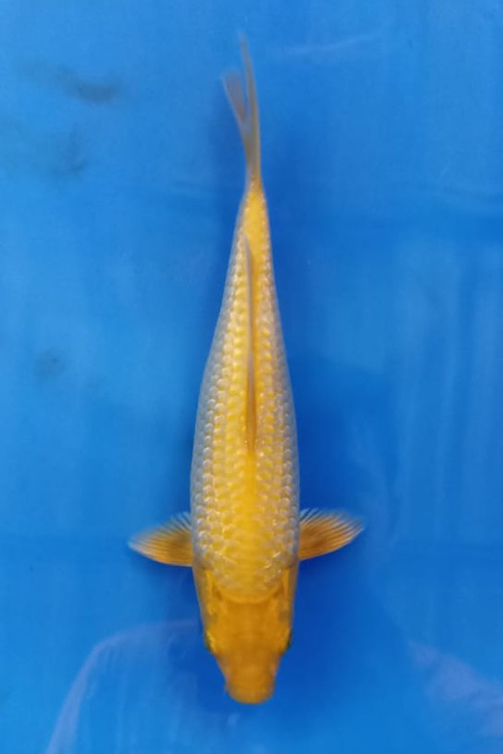 Best In Size E 16 - 20 cm