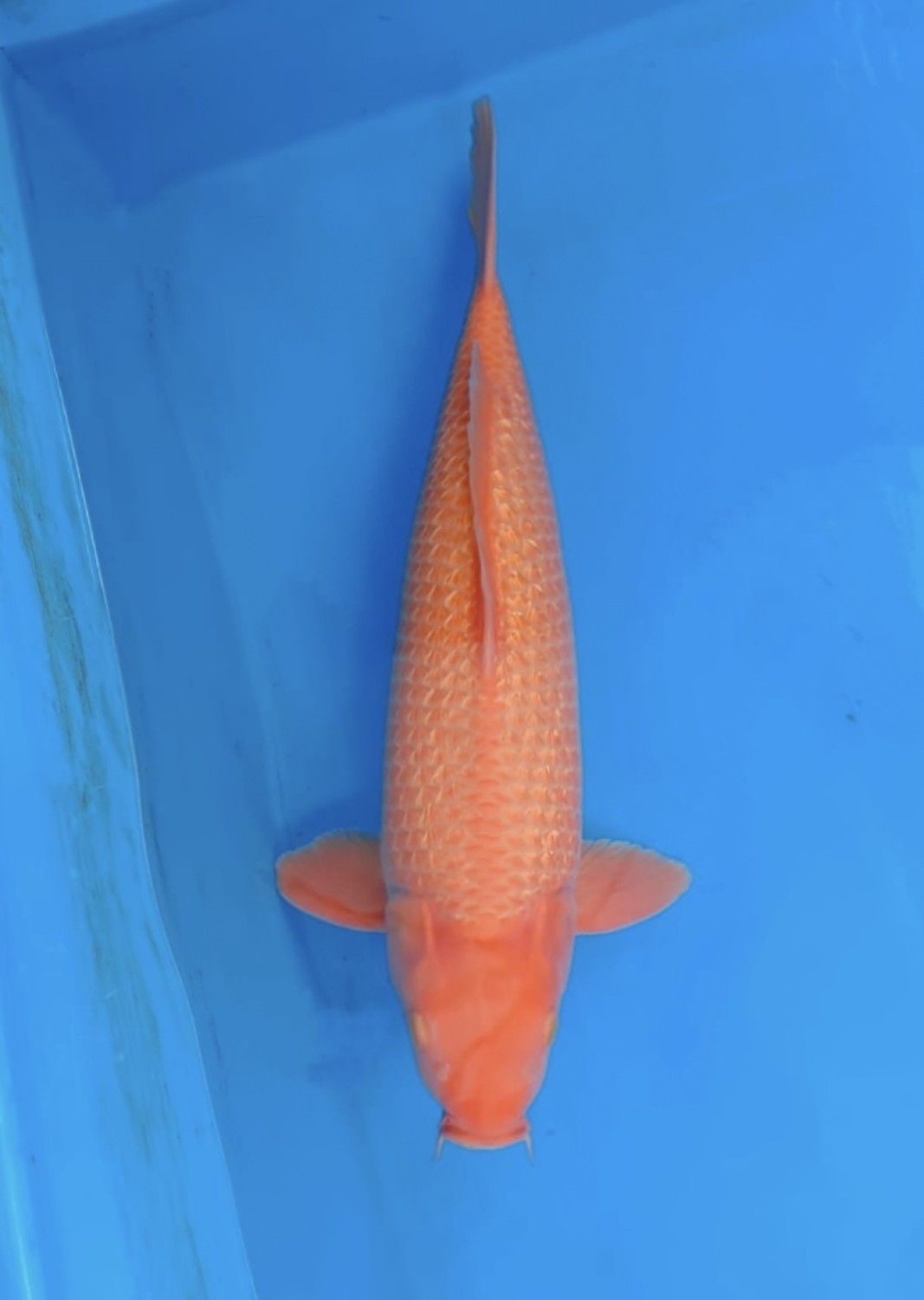 Juara 1