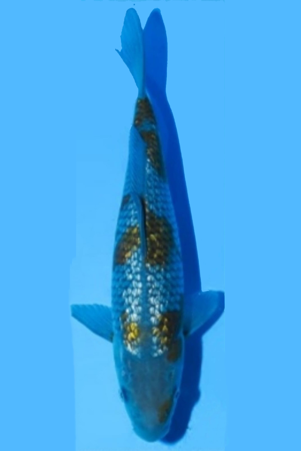 Juara 5