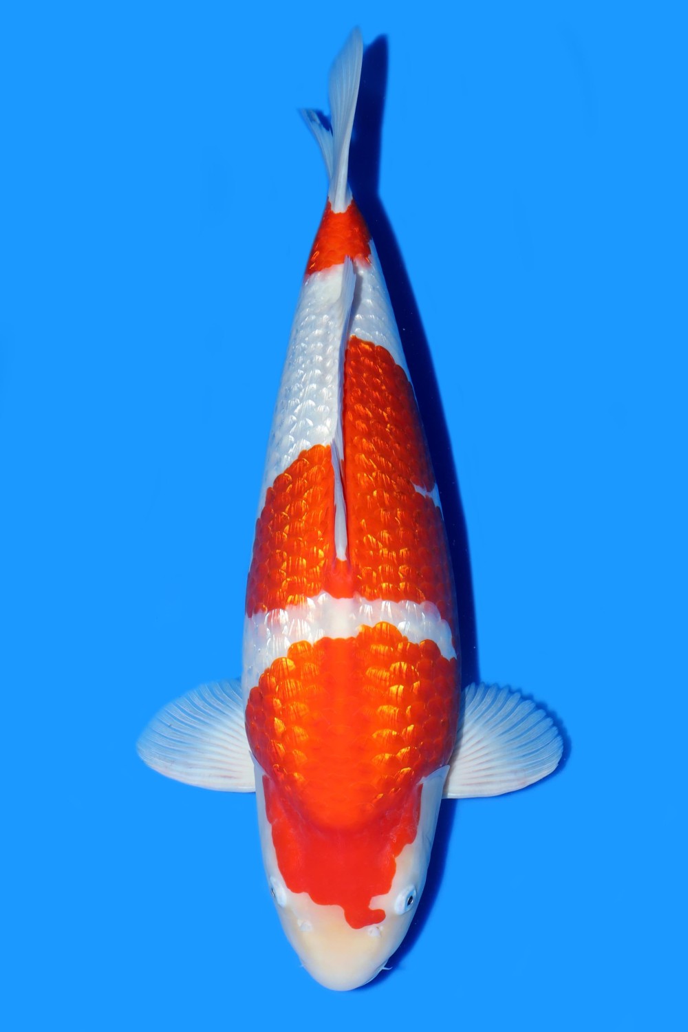 Juara 1