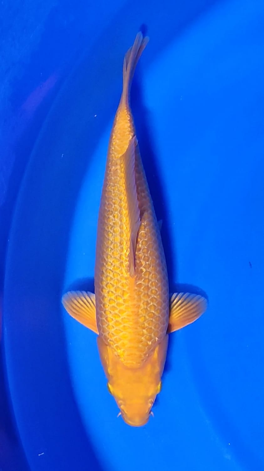 Juara 2