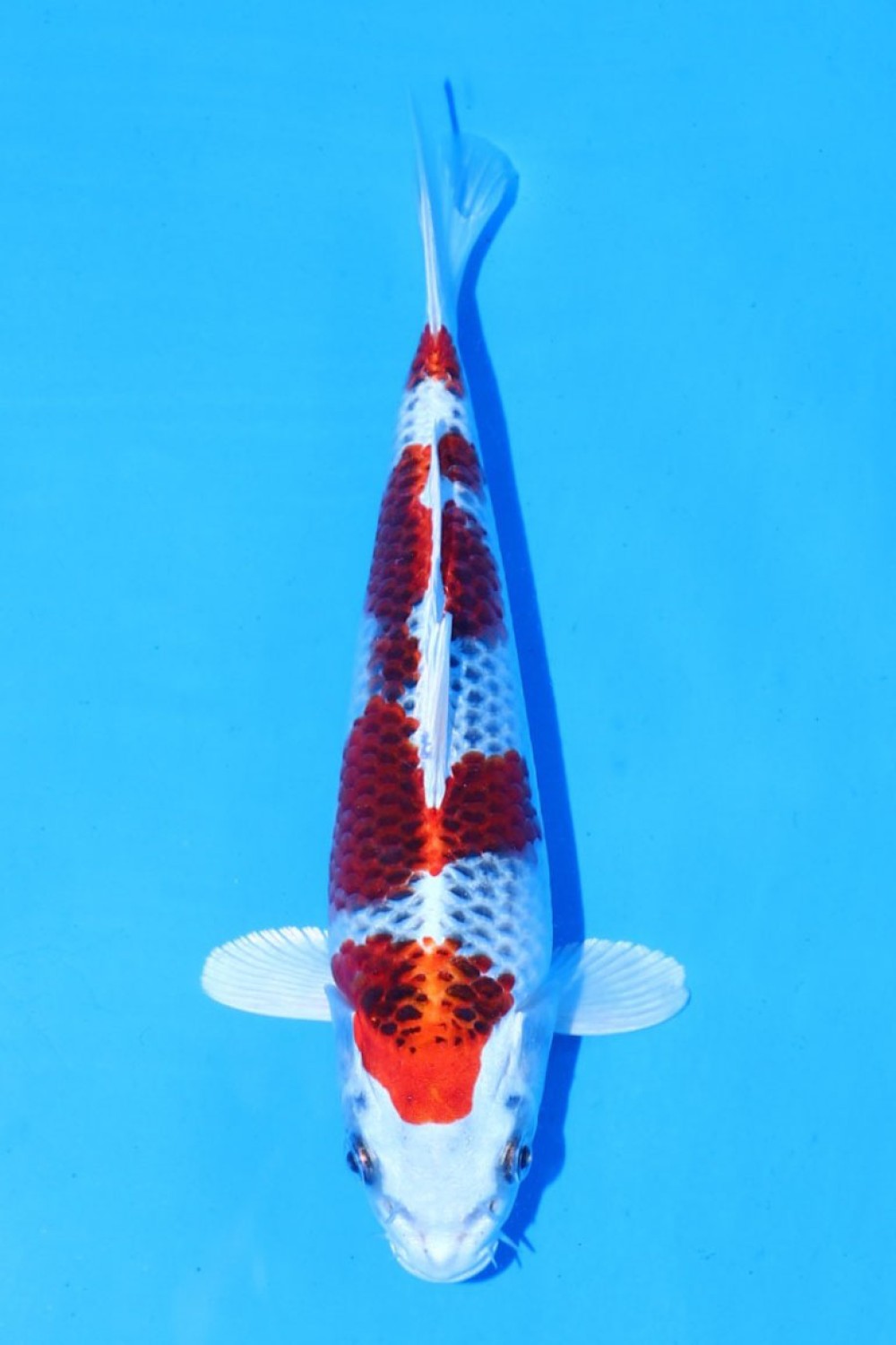 Juara 4