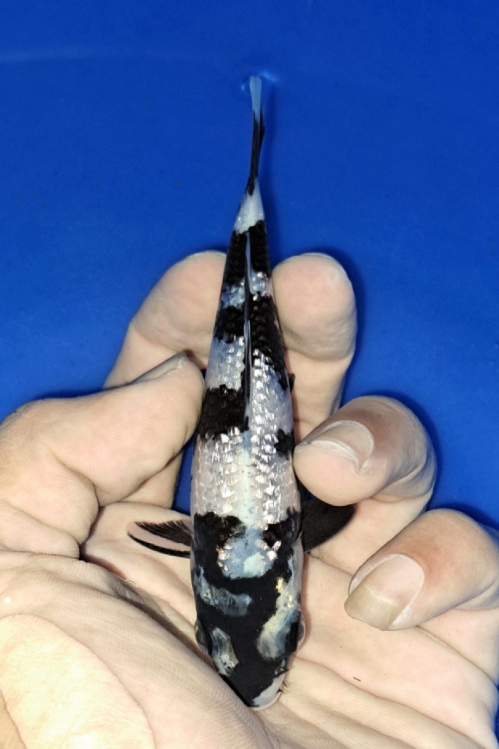 Juara 3