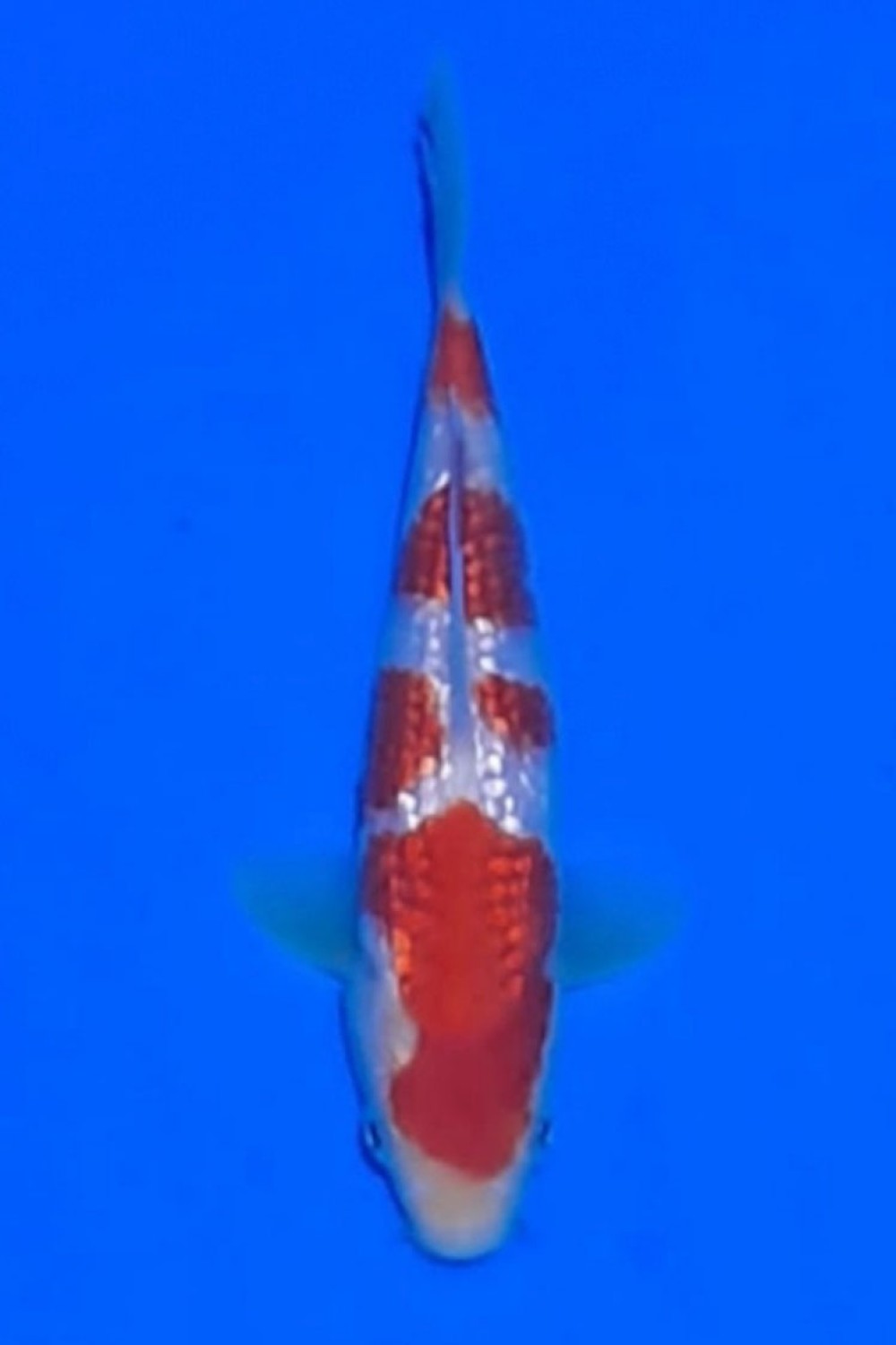 Juara 3
