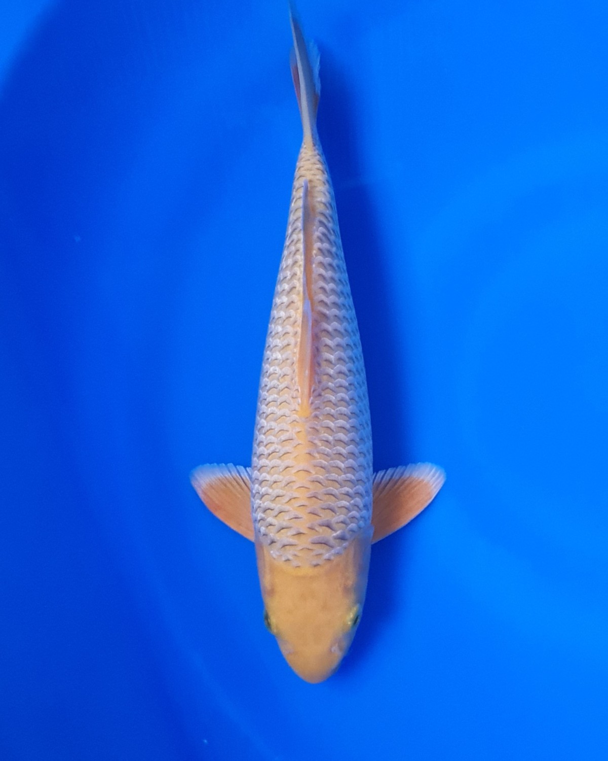 Juara 1