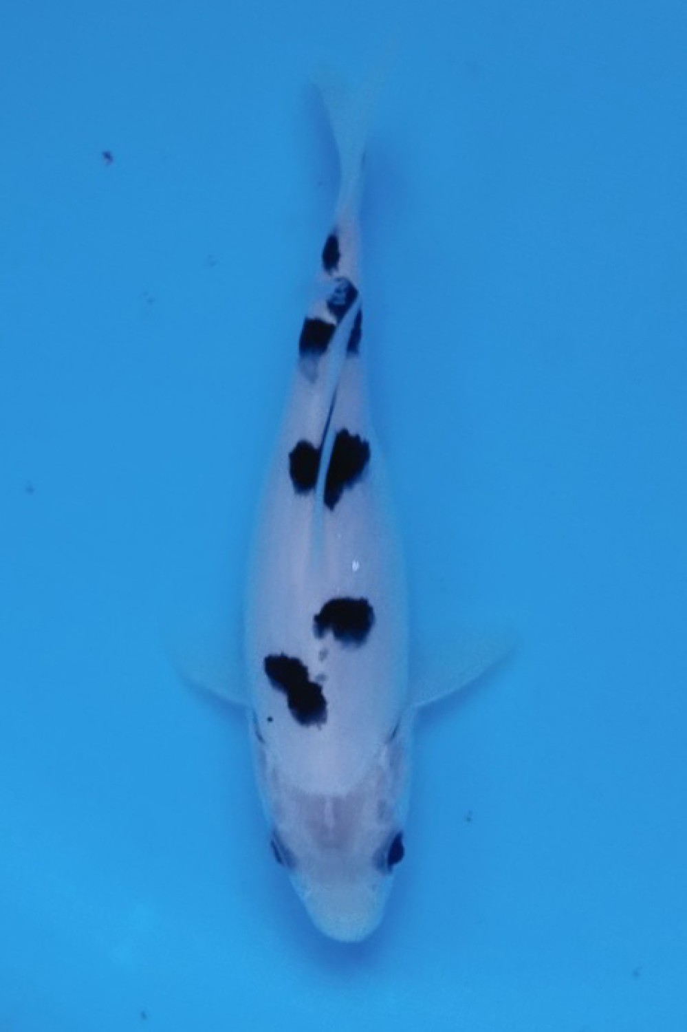Best In Size D 13 - 15 cm