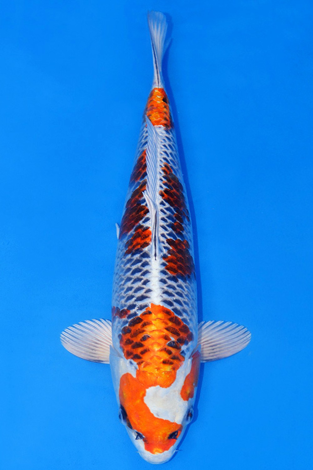 Juara 1