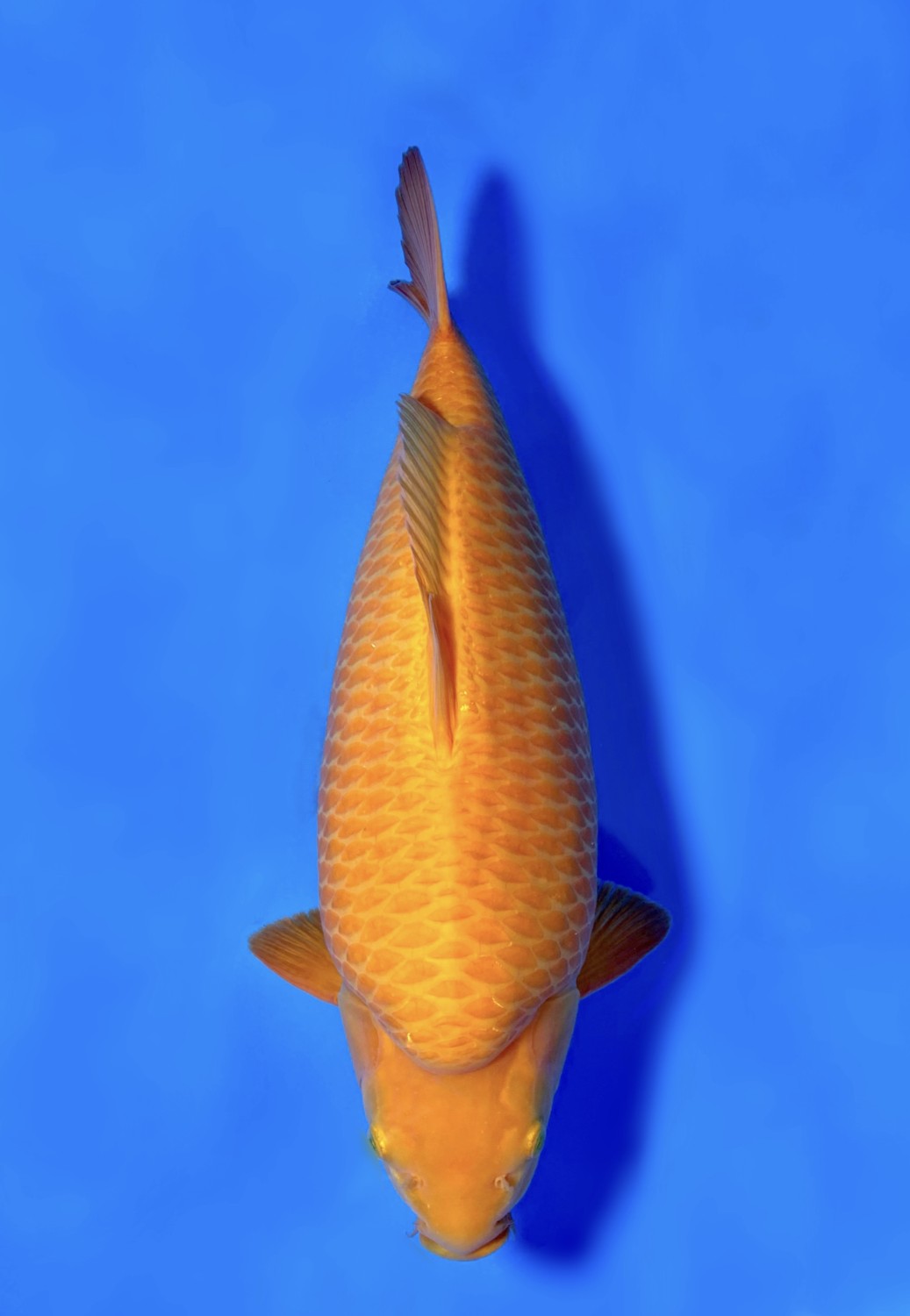 Juara 3