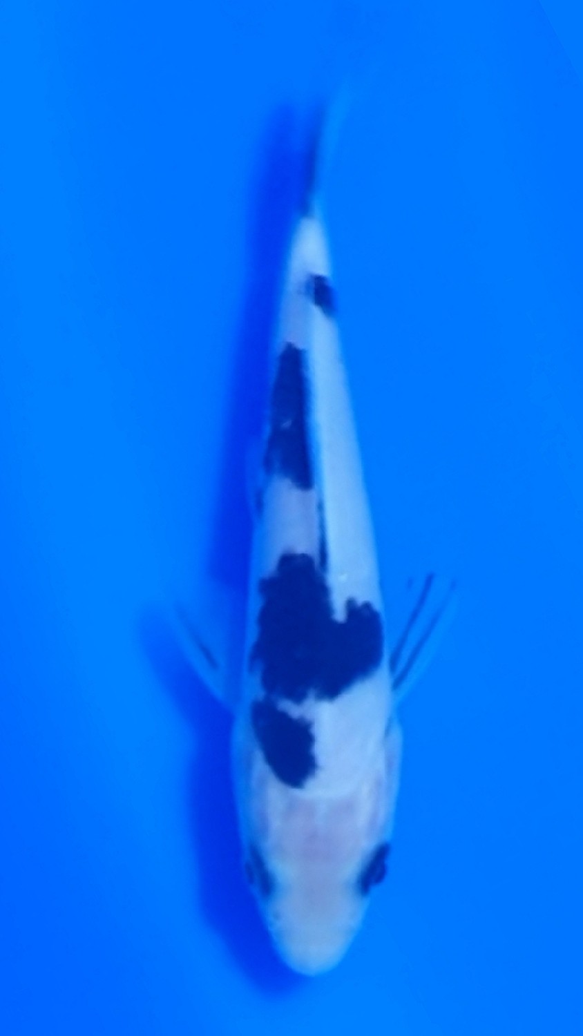 Juara 2