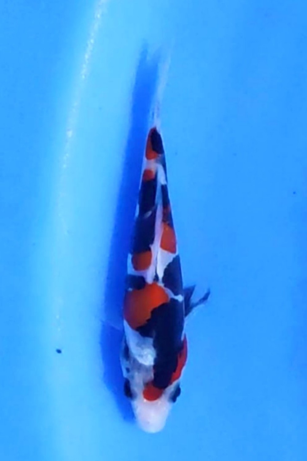 Juara 2
