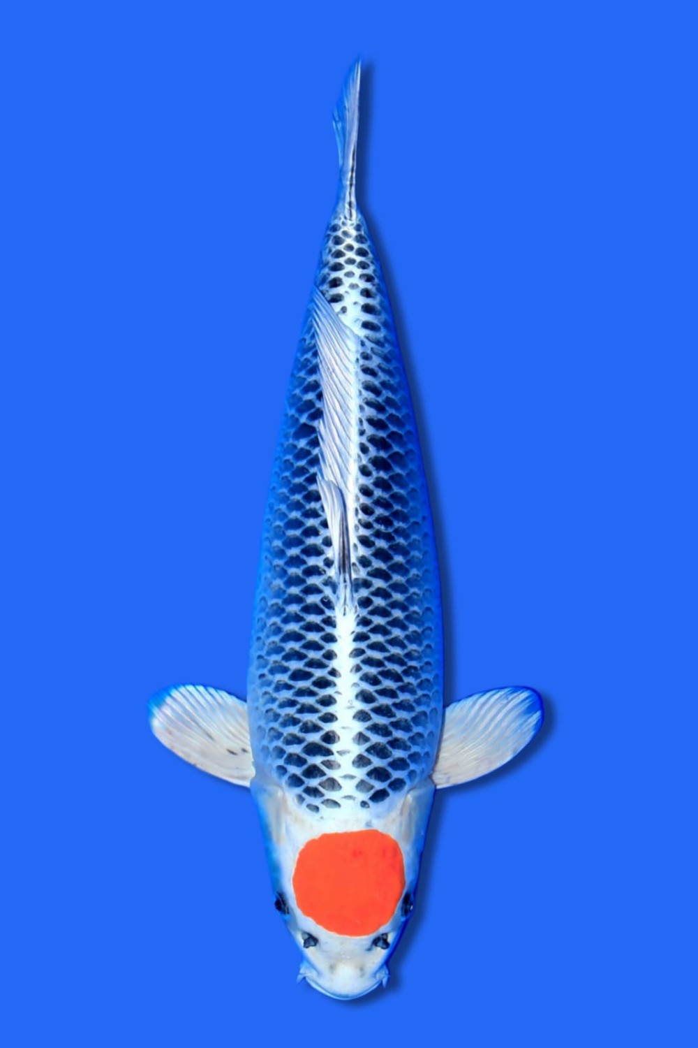Juara 2