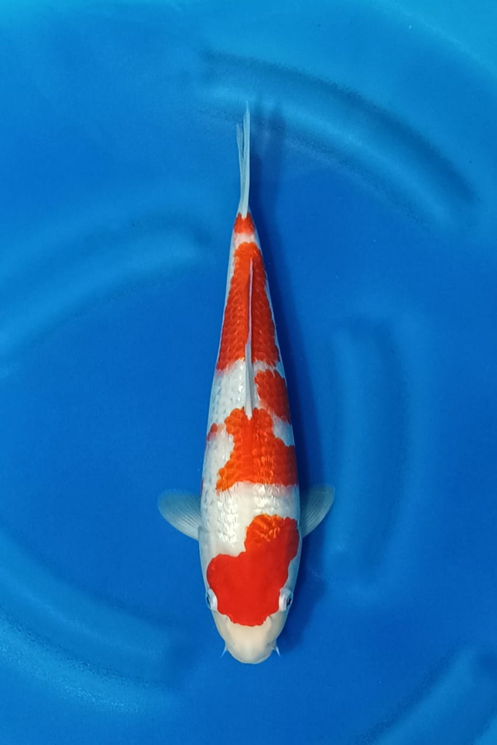 Juara 1