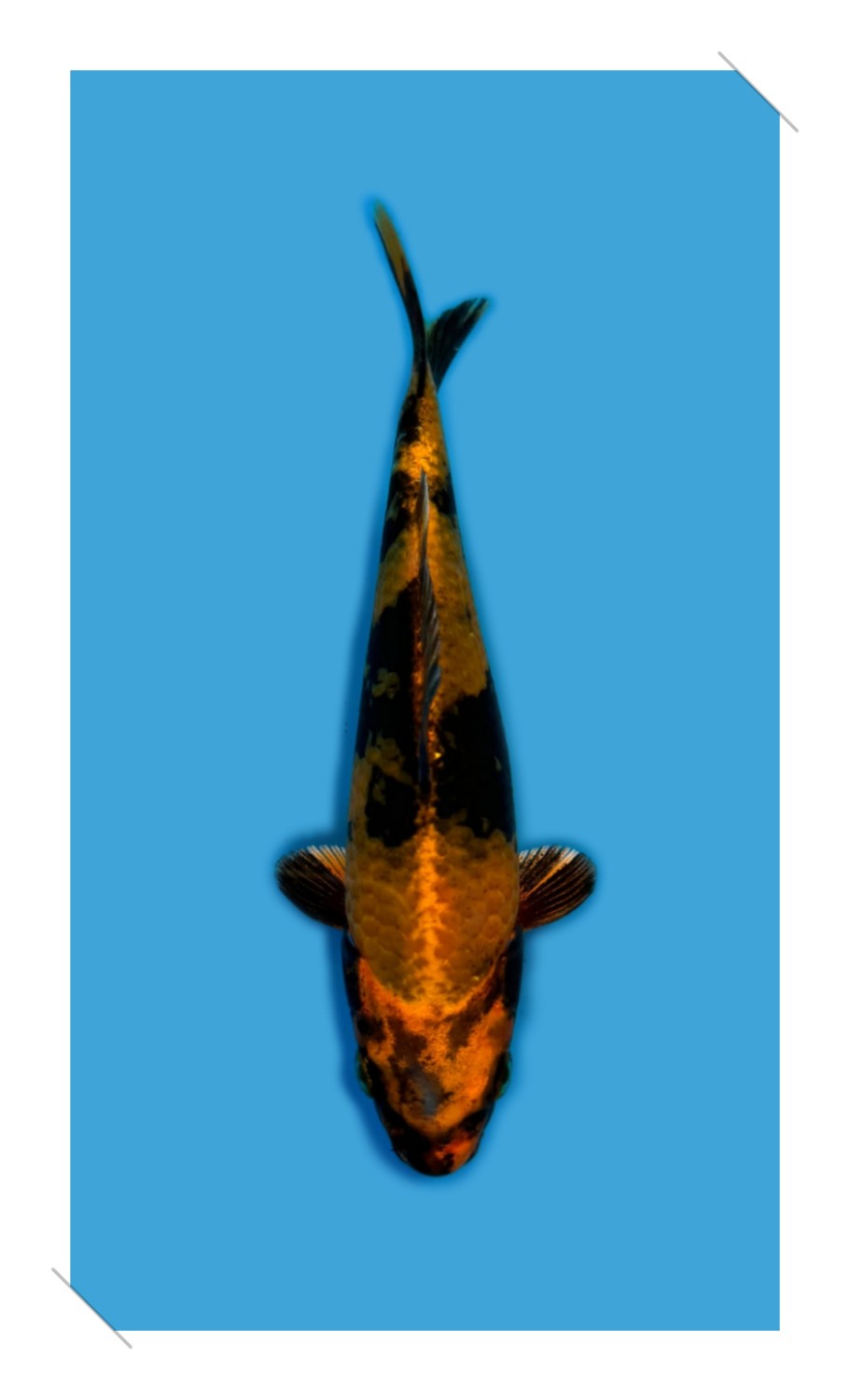 Juara 1